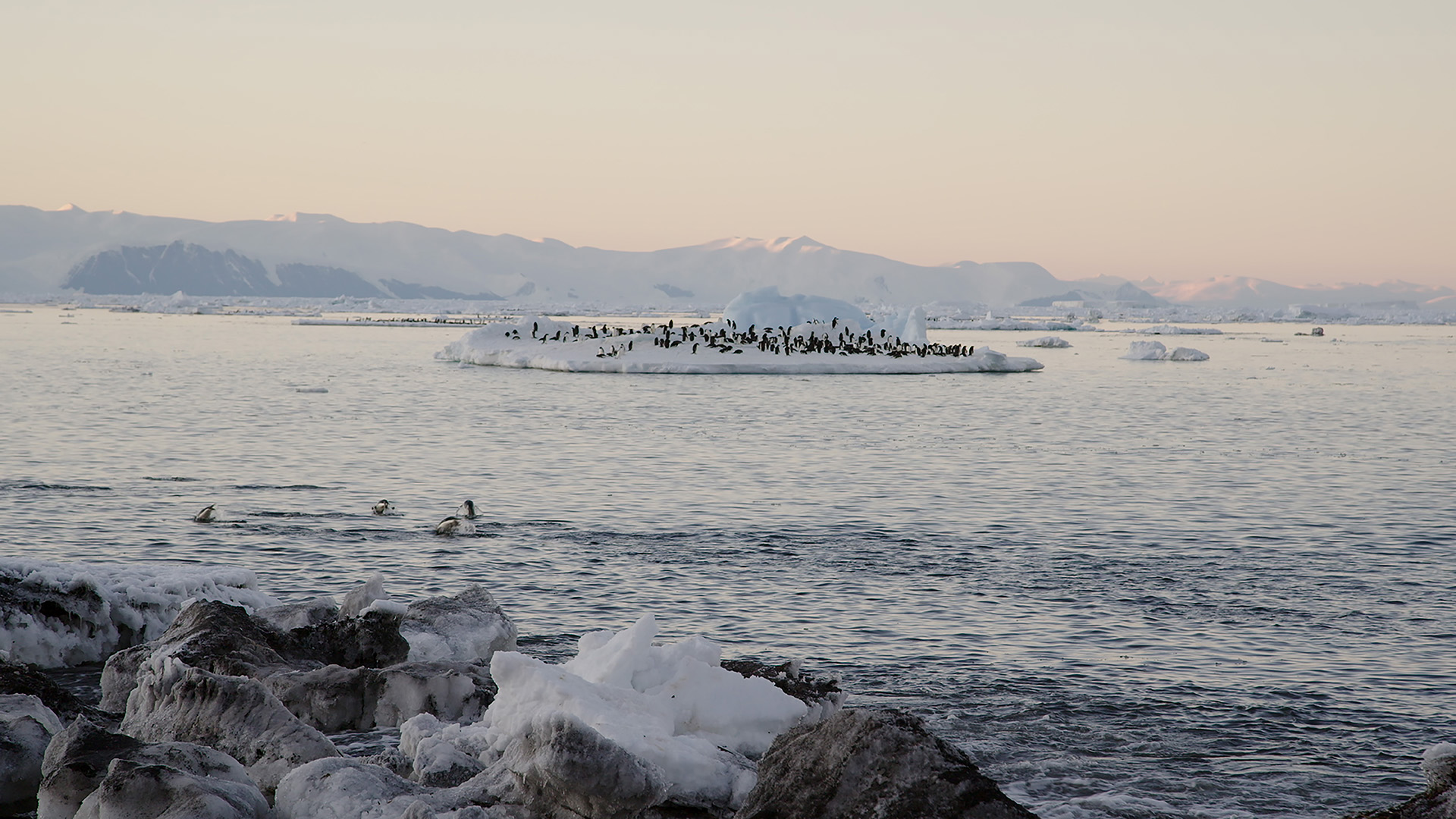 Fascinating Antarctica